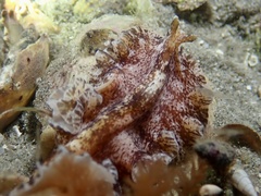 Phrikoceros