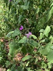 Brillantaisia lamium