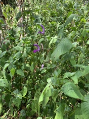 Brillantaisia lamium