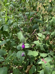 Brillantaisia lamium