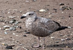 Larus argentatus