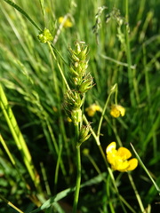 Carex spicata