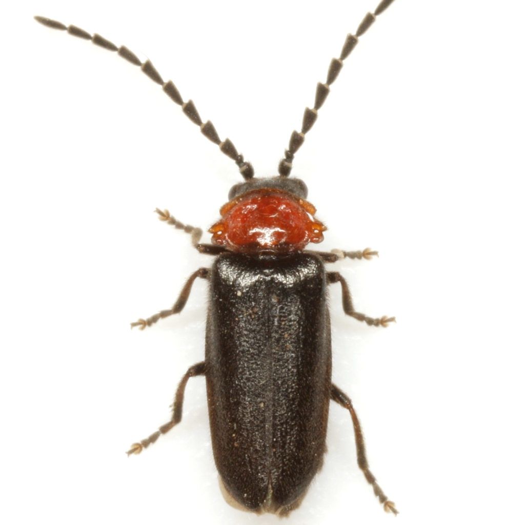 Lateral-lobed Soldier Beetle