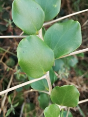 Dovyalis rotundifolia