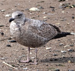 Larus argentatus