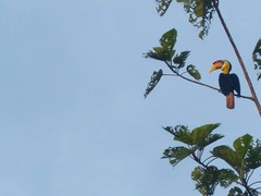 Rhabdotorrhinus corrugatus