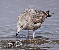 Larus argentatus