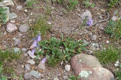 Penstemon bleaklyi