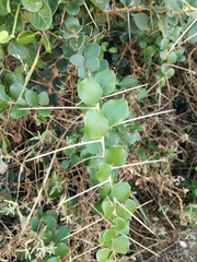 Dovyalis rotundifolia