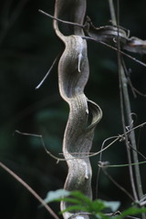 Schnella microstachya