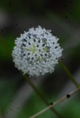 Melanthera angustifolia