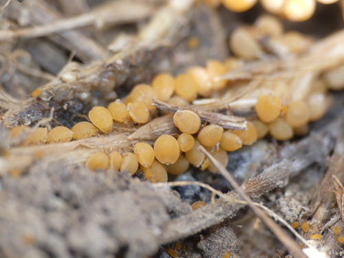 Root aphid