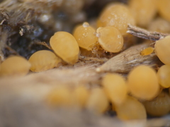 Forda marginata