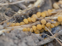 Forda marginata