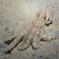 Octopus berrima