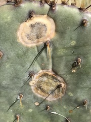 Phyllosticta concava