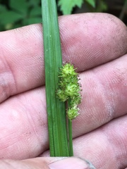 Carex cephalophora