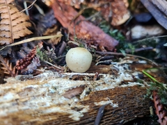 Psilocybe weraroa