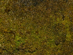 Gymnostomum aeruginosum