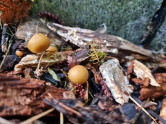 Psilocybe weraroa