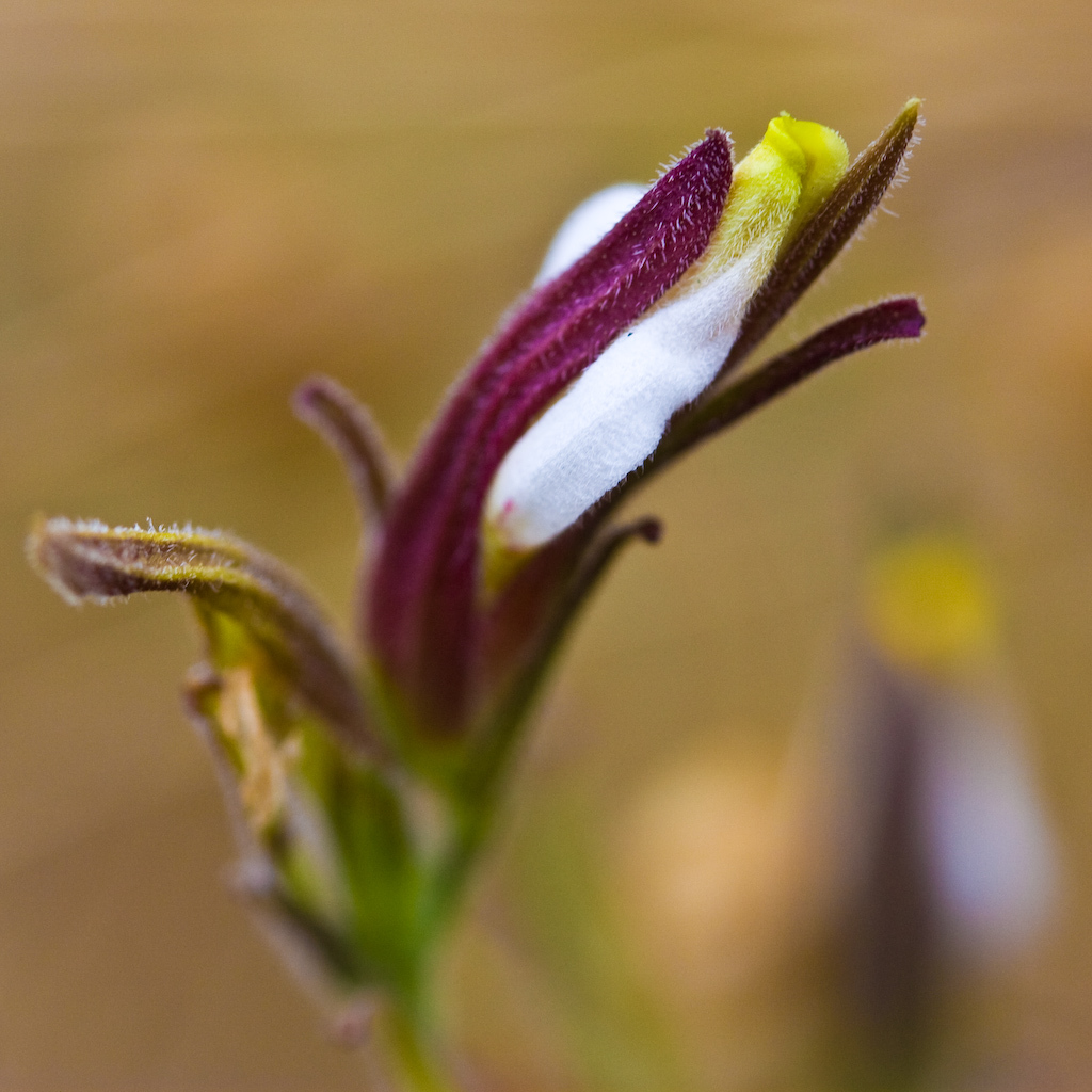 Cordylanthus pilosus ssp. pilosus