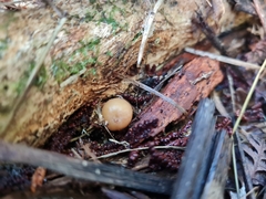Psilocybe weraroa