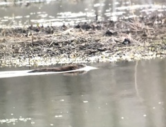 Ondatra zibethicus zibethicus