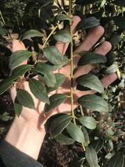 Ilex bioritsensis