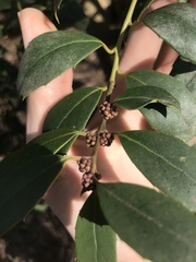 Ilex bioritsensis