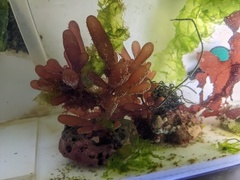 Botryocladia pseudodichotoma