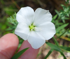 Linum monogynum monogynum