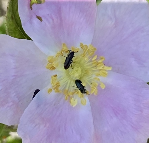 iNaturalist observation photo of Dasytinae