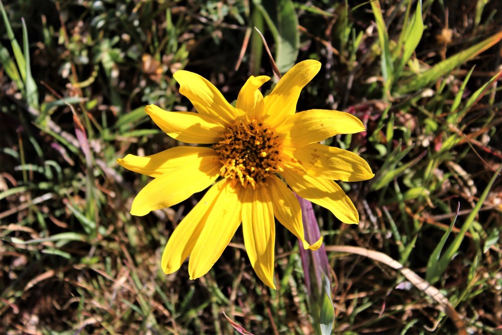 Narrowleaf Mule-ears From Gerbode Valley, California 94965, Usa On 