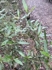 Olearia viscosa
