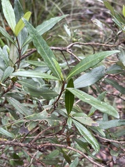 Olearia viscosa