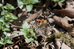 Vanessa indica
