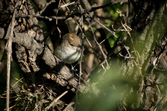 Euscarthmus meloryphus