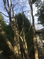 Fortunearia sinensis