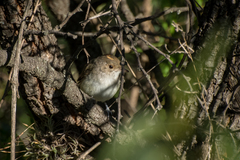 Euscarthmus meloryphus