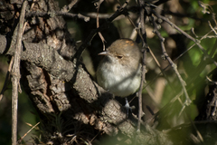 Euscarthmus meloryphus
