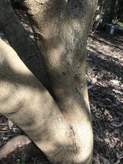 Fortunearia sinensis