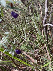 Billardiera longiflora