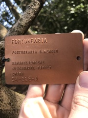 Fortunearia sinensis