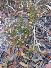 Hypocalymma strictum