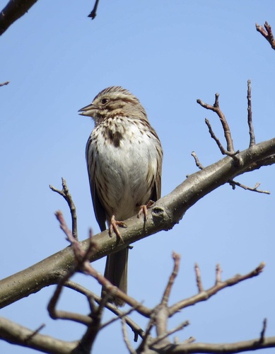 Song Sparrow photographed in New Jersey