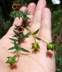 Linum monogynum monogynum