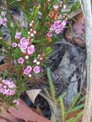 Hypocalymma strictum