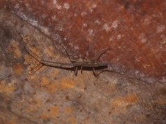 Lasiorhynchus barbicornis