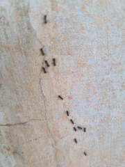 Formicidae