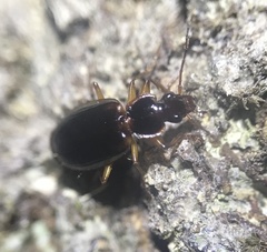 Cymindis limbata